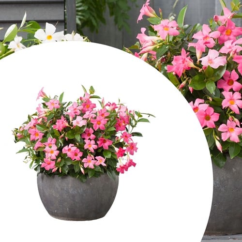 Mandevilla / Dipladenia - Braziliaanse Jasmijn Roze (Potplant)