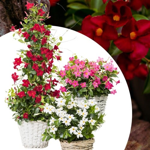 Mandevilla / Dipladenia – Braziliaanse Jasmijn Mix