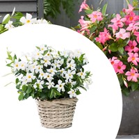 Mandevilla / Dipladenia - Braziliaanse Jasmijn White (Potplant)