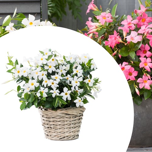 Mandevilla / Dipladenia - Braziliaanse Jasmijn White (Potplant)