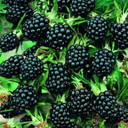 Doornloze Braam - Rubus ulmifolius