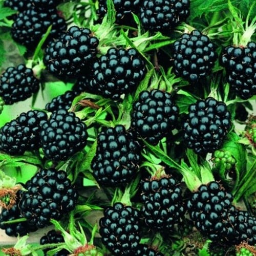 Doornloze Braam - Rubus ulmifolius