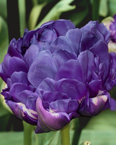 Tulp Dubbel Blauw - Tulipa double
