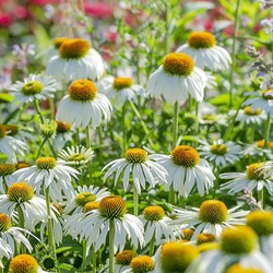 Echinacea Alba - Witte Zonnehoed
