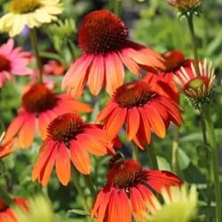 Echinacea Cheyenne Spirit - Rode Zonnehoed