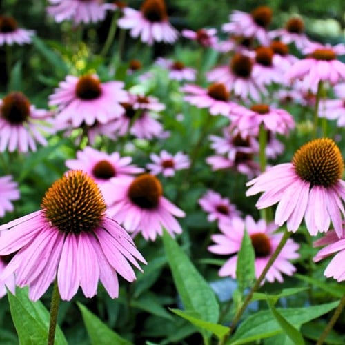 Echinacea Purpurea - Zonnehoed