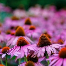 Echinacea Purpurea - Rode Zonnehoed