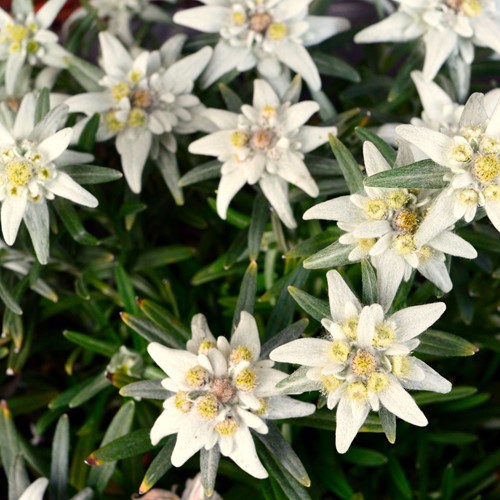 Leontopodium Alpinum - Edelweiss (Sixpack)
