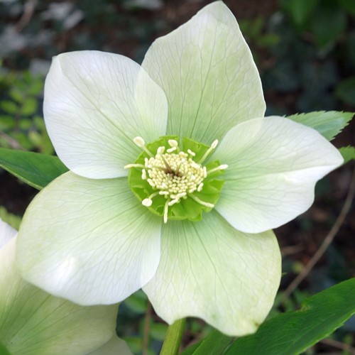 Helleborus Orientalis Pretty Ellen White - Kerstroos / Lenteroos