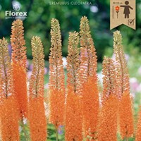 Eremurus Cleopatra – Naald van Cleopatra
