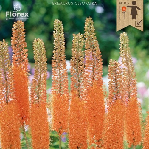 Eremurus Cleopatra – Naald van Cleopatra