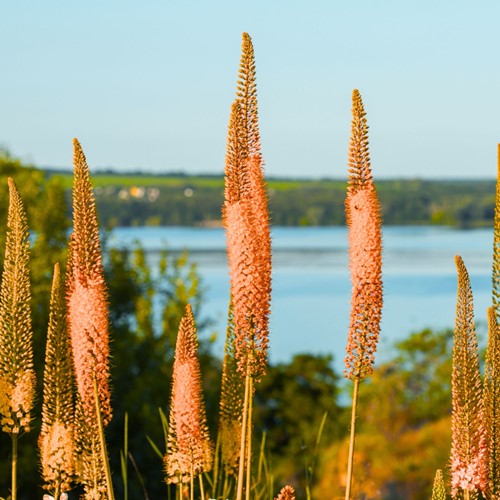 Eremurus Cleopatra – Naald van Cleopatra-2