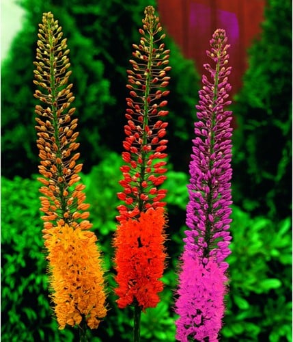 Eremurus Mix - Naald van Cleopatra