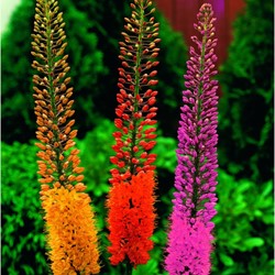 Eremurus Mix - Naald van Cleopatra