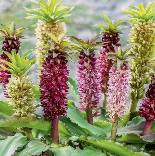 Eucomis Mix - Ananasplant
