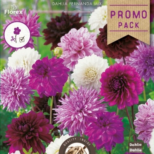 Dahlia Fernanda Mix