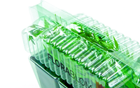 Kruipende Vlambloem Emerald Cushion Blue - Phlox subulata (Sixpack)-2