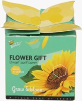 Buzzy flower gift (Display 48x) Zonnebloem Helianthus-3