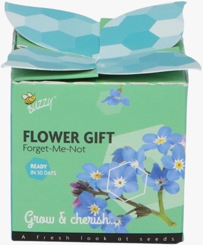 Buzzy flower gift (Display 48x) Vergeet me niet - Myosotis-3