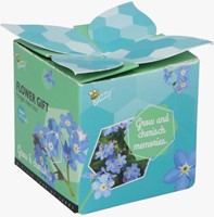 Buzzy Flower Gift Vergeet-me-nietje - Myosotis (1 Doosje)-2