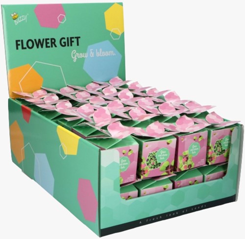 Buzzy Flower Gift Klavertje Vier - Trifolium (1 Doosje)-3