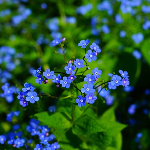 Vergeet-mij-niet - Myosotis