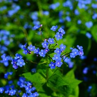 Vergeet-mij-Niet - Myosotis zakjes persoonlijk bedrukt - 100 stuks-3