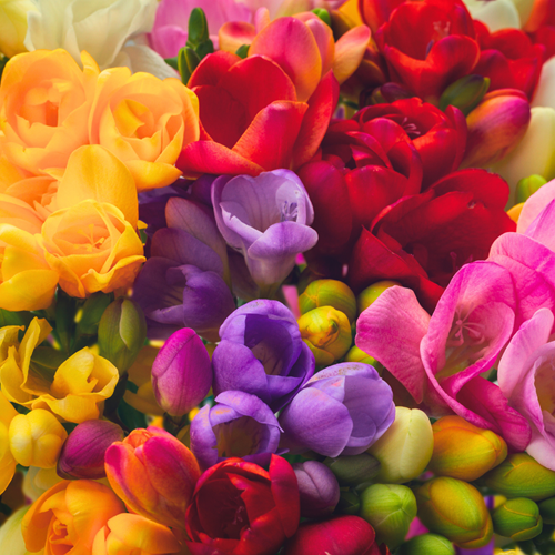 Freesia Dubbel Mix