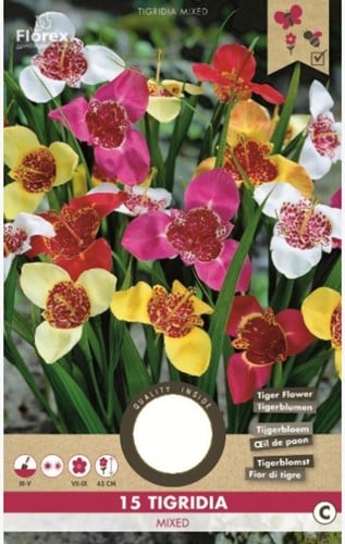 Freesia tigridia - Tijgerbloem Mix