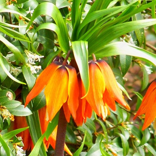 Fritillaria Imperialis Aurora