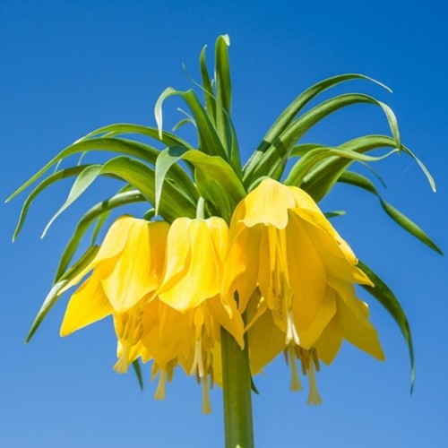 Fritillaria imperialis Lutea - Keizerskroon