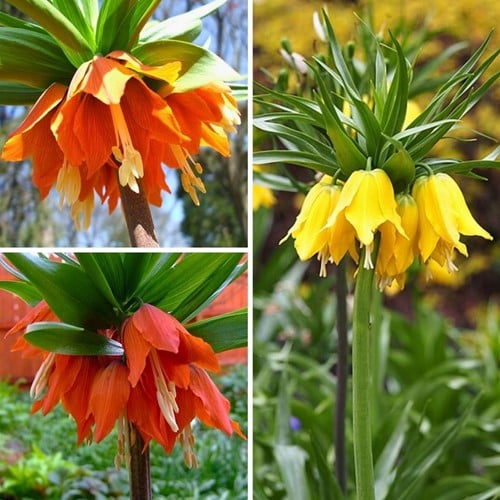 Fritillaria Imperialis Mixv- Keizerskroon