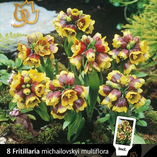 Fritillaria Michailovsky multiflora - Kievitsbloem
