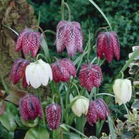 Fritillaria Meleagris Mix - Kievitsbloem