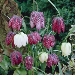 Fritillaria Meleagris Mix - Kievitsbloem