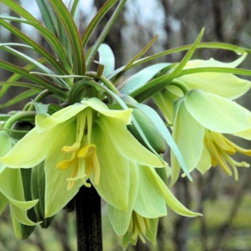 Fritillaria raddeana - Witte Keizerskroon