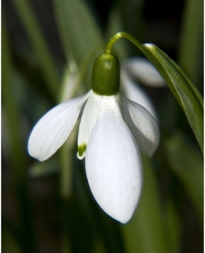 Sneeuwklokjes Elwesii - Galanthus