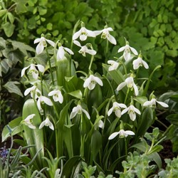 Galanthus woronowii - Glanzend sneeuwklokje (Grootverpakking)