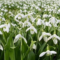 Galanthus woronowii - Glanzend sneeuwklokje (Grootverpakking)