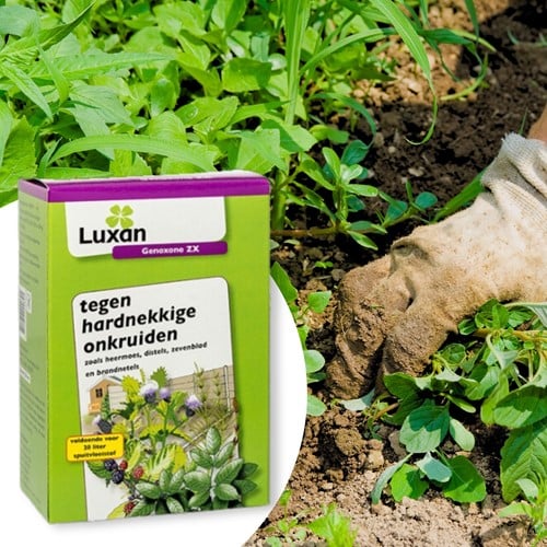 Genoxone ZX tegen hardnekkig onkruid 250 ml – Luxan (vervangt Primstar & Gazon net)