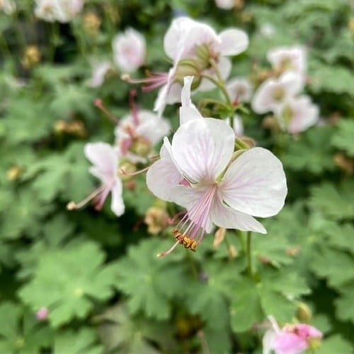 Geranium Cantabrigiense Biokovo - Ooievaarsbek