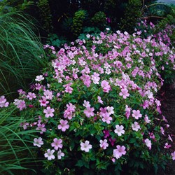 Geranium Endressii - Ooievaarsbek
