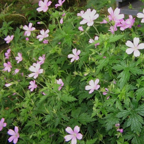 Geranium Endressii - Ooievaarsbek