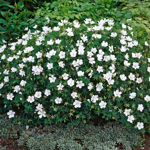 Geranium Sanguineum Album - Ooievaarsbek
