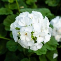 Geranium Sanguineum Album - Ooievaarsbek (Sixpack)
