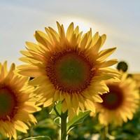 Zonnebloem zakjes persoonlijk bedrukt - 20 stuks-3