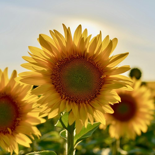 Zonnebloem zakjes persoonlijk bedrukt - 20 stuks-3