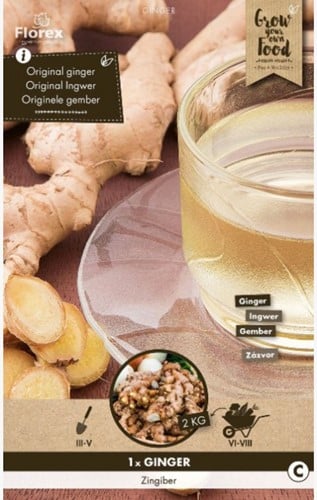 Gember wortel - Zingiber officinalis