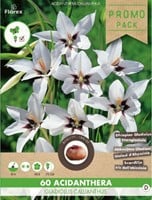 Abessijnse Gladiool (Gladiolus Murielae)-2