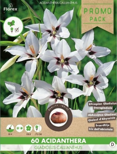 Abessijnse Gladiool (Gladiolus Murielae)-2